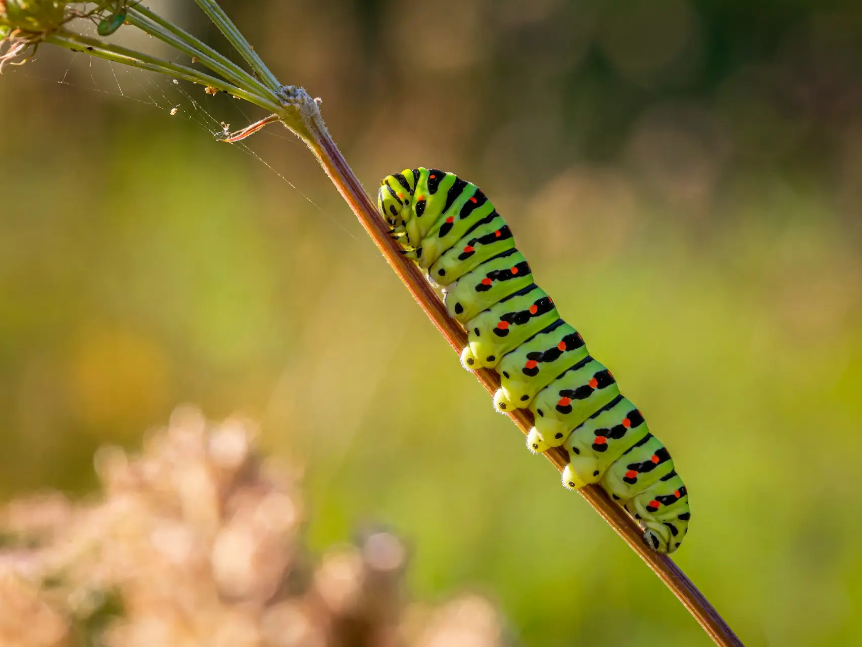 green and black caterpillar on brown stem in close up photography during daytime