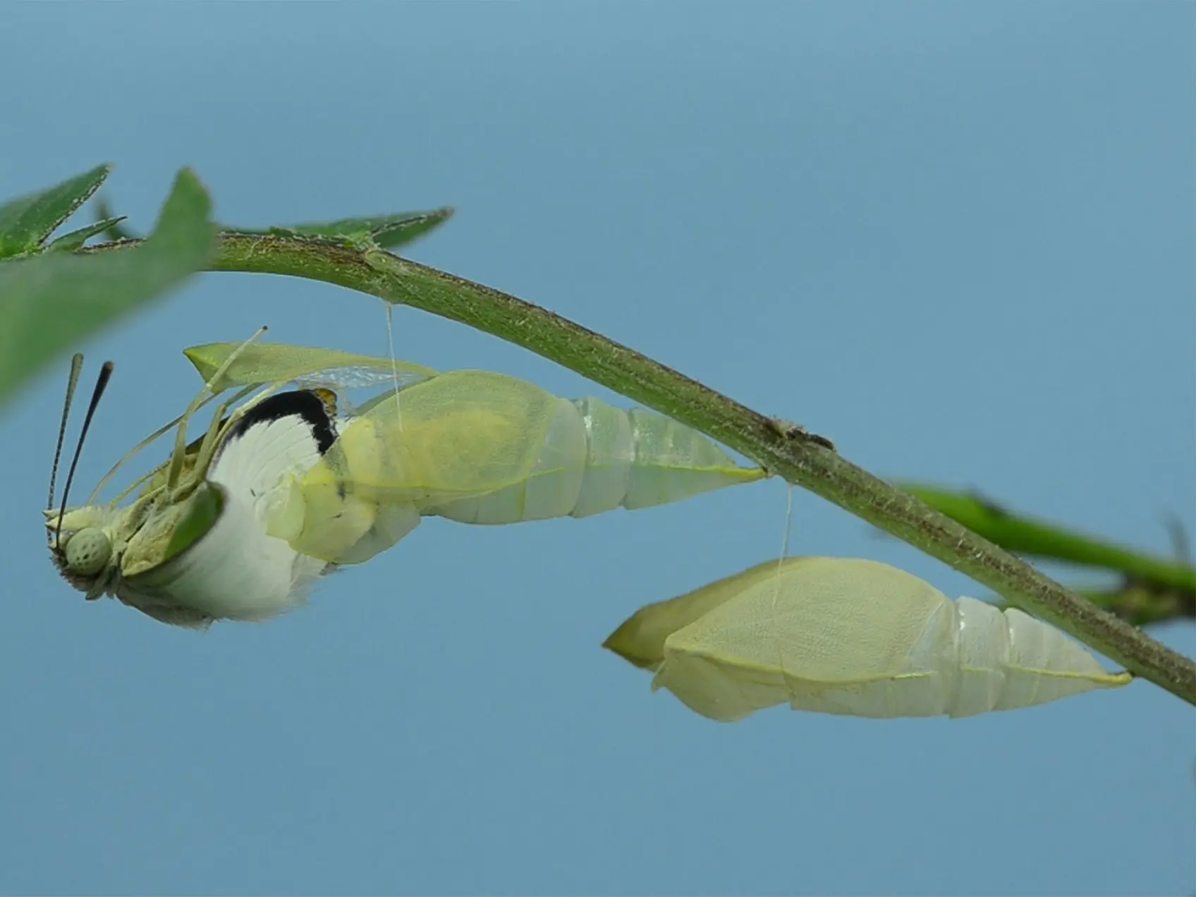 green and white butterfly undergone metamorphosis