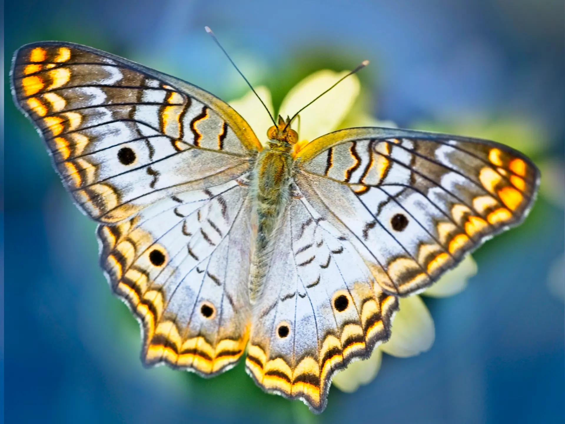 brown and black butterfly in close up photography